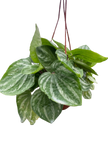 Peperomia Ecuador