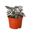 Peperomia 'Metallica'