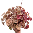 Peperomia 'Quito'