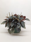 Peperomia San Marino | Easy Care Tabletop Plant | House Plant Shop