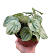 Peperomia 'Watermelon Variegated'