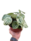 Peperomia 'Watermelon Variegated'