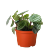 Peperomia Watermelon