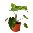 Philodendron Burle Marx Albo