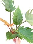 Philodendron Caramel Pluto