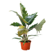 Philodendron Choco Empress