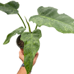 Philodendron 'Golden Dragon'