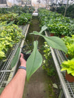 Philodendron 'Joepii'