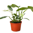 Philodendron Jose Bueno