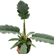 Philodendron 'Jungle Boogie'