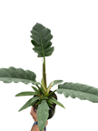 Philodendron 'Jungle Boogie'