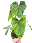 Philodendron PlowManii