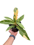 Philodendron Ring of Fire Variegated