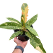 Philodendron Ring of Fire Variegated
