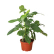 Philodendron 'Silver Sword'