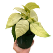 Poinsettia 'White'