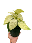 Poinsettia 'White'