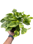 Pothos 'Lemon Meringue'