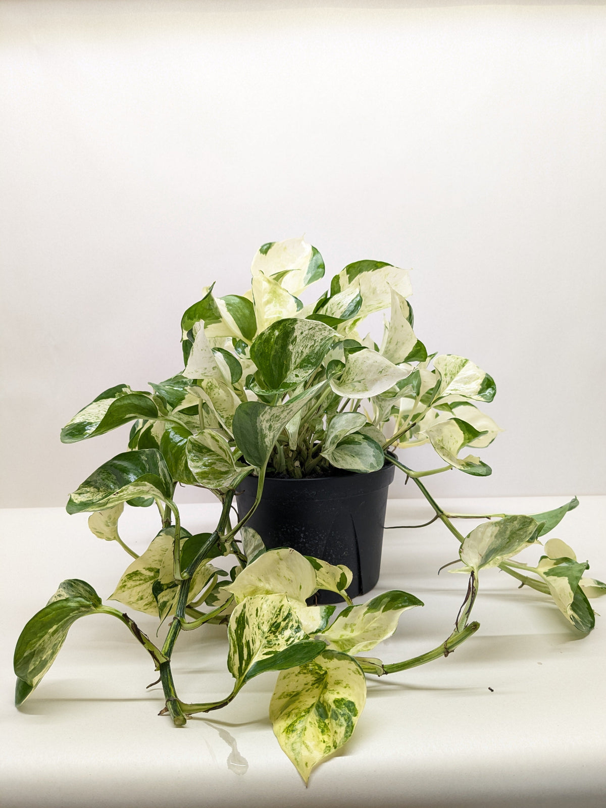 Pothos Manjula | Variegated Trailing Plant with Marble Leaves | House Plant Shop