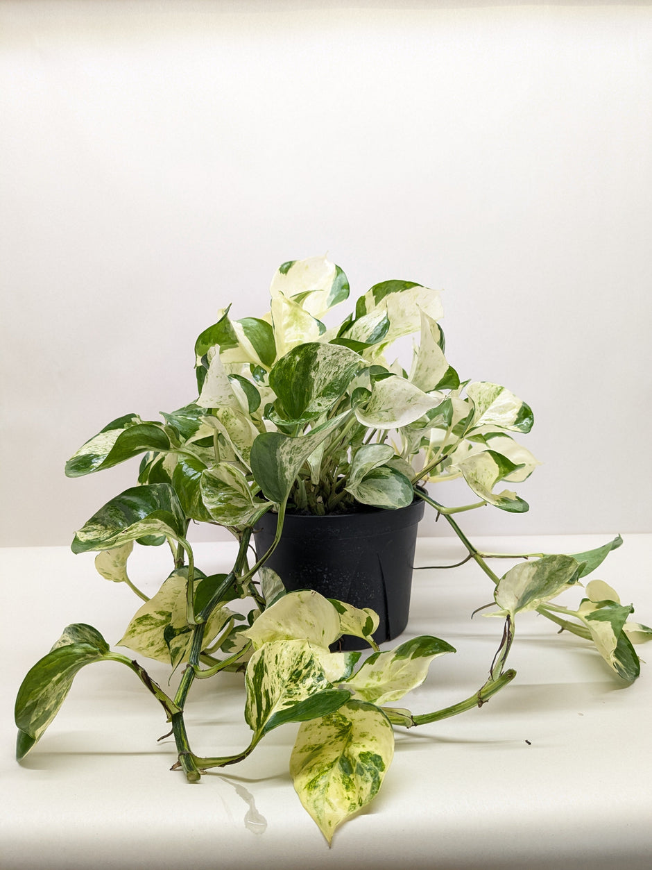 Pothos Manjula | Variegated Trailing Plant with Marble Leaves | House Plant Shop