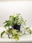 Pothos Manjula | Variegated Trailing Plant with Marble Leaves | House Plant Shop