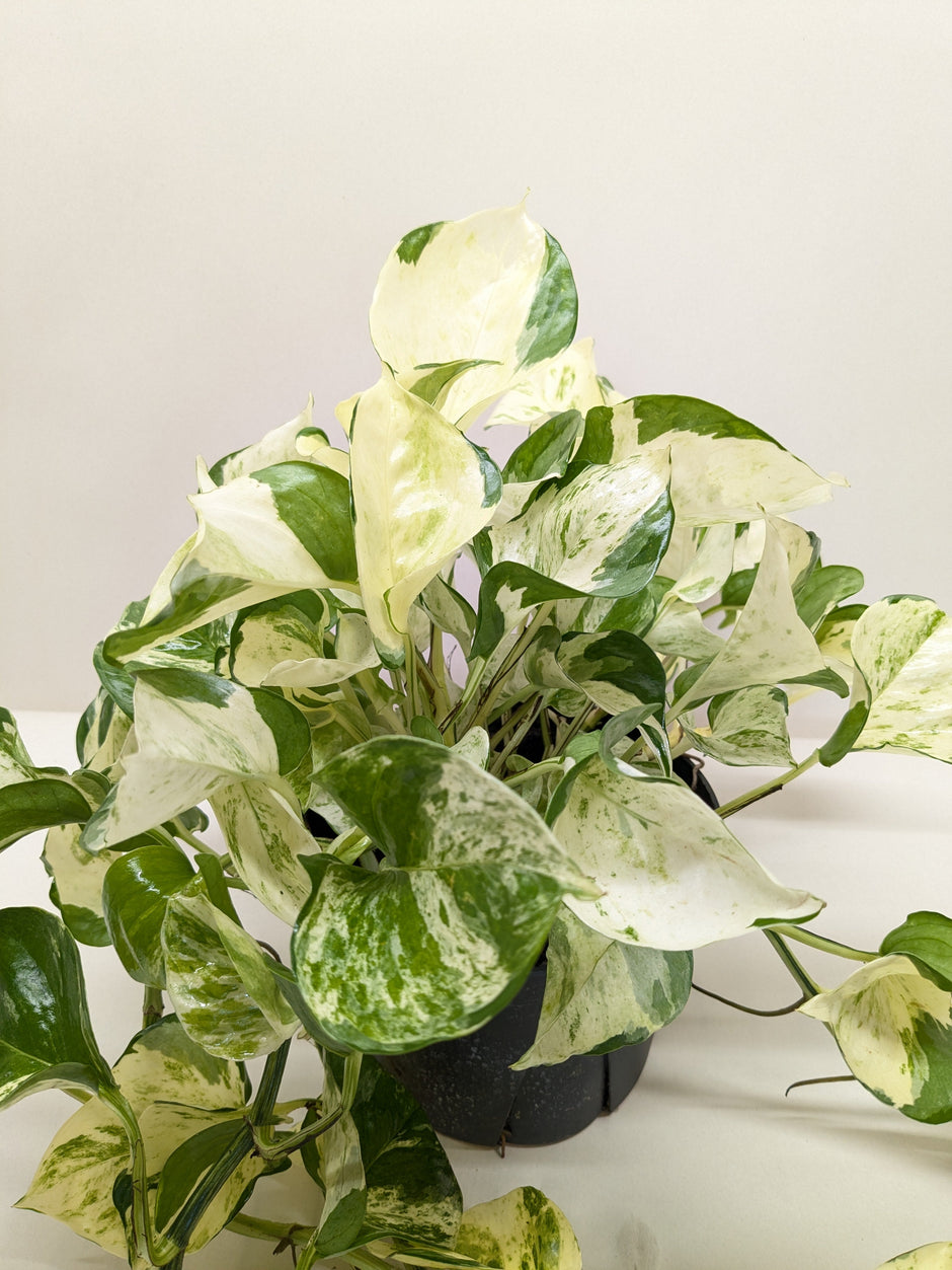 Pothos Manjula | Variegated Trailing Plant with Marble Leaves | House Plant Shop
