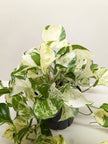 Pothos Manjula | Variegated Trailing Plant with Marble Leaves | House Plant Shop