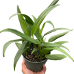 Pothos 'Silver Streak'