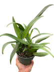 Pothos 'Silver Streak'