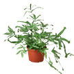 Pteris Cretica 'Mayi' Fern - 6