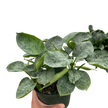 Schismatoglottis 'Sarawak'