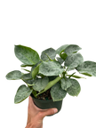 Schismatoglottis 'Sarawak'