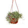 String of Rubies - 6