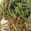 String of Rubies - 6