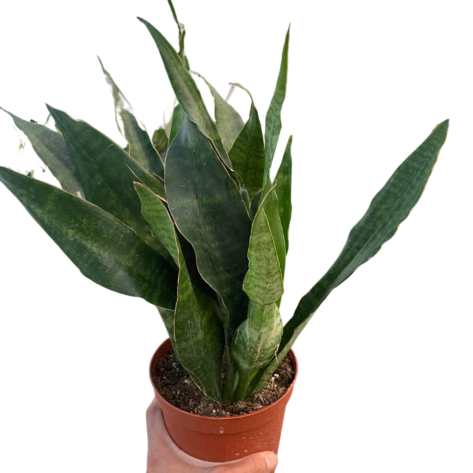 Snake Plant 'Jaboa'