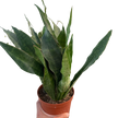 Snake Plant 'Jaboa'