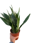Snake Plant 'Jaboa'