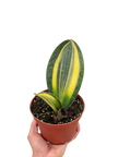 Variegated Shark Fin Snake Plant