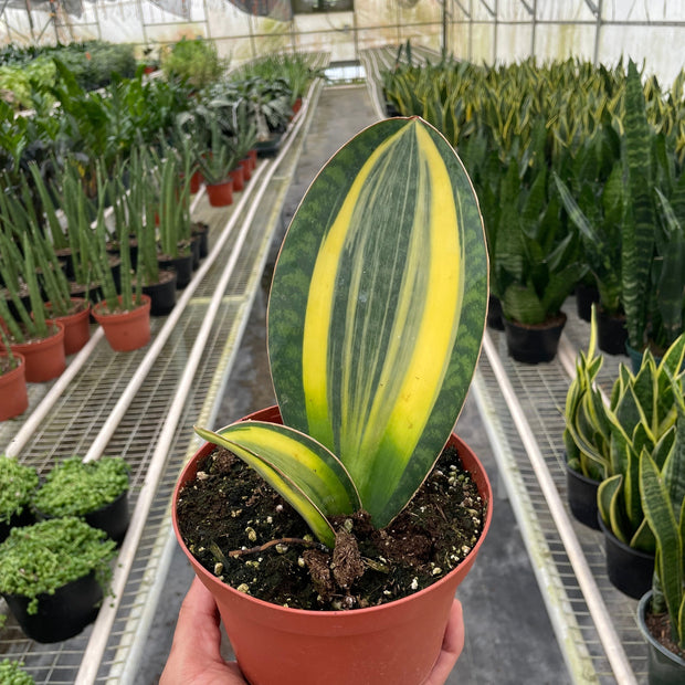 Variegated Shark Fin Snake Plant