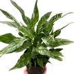 Variegated Spathiphyllum 'Domino'