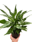 Variegated Spathiphyllum 'Domino'