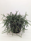 Mistletoe Cactus | Easy Care Trailing Succulent for Hanging Baskets