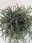 Mistletoe Cactus | Easy Care Trailing Succulent for Hanging Baskets