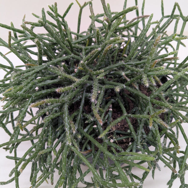 Mistletoe Cactus | Easy Care Trailing Succulent for Hanging Baskets