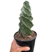 Cereus forbesii 'Spiralis'