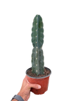 Succulent Cereus Cuddly Cactus