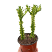 Euphorbia 'Mint Cream'