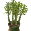 Euphorbia 'Sausage Spurge'