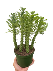 Euphorbia 'Sausage Spurge'