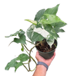 Syngonium 'Albo'